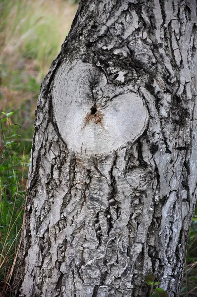 自然なハート形の木の幹にラフ — ストック写真