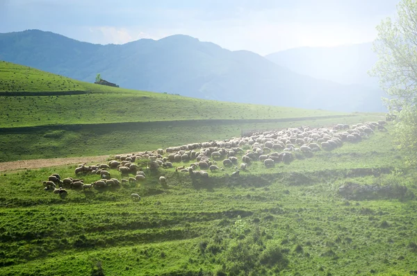 Um bando de ovelhas no prado. Roménia — Fotografia de Stock