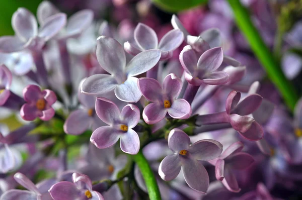 Fiore lilla — Foto Stock