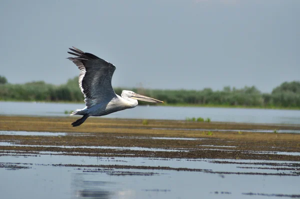 White pelican in flight, Danube Delta, Romania — Stock Photo, Image