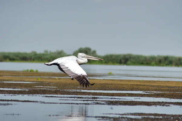 Pelícano blanco en vuelo, Delta del Danubio, Rumania —  Fotos de Stock