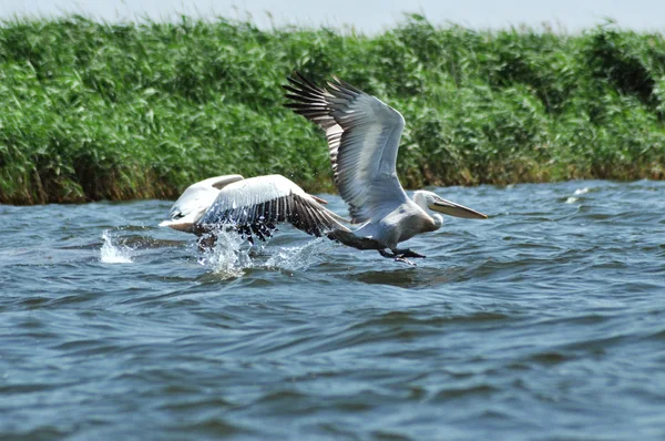 Witte pelikaan in vlucht, Donaudelta, Roemenië — Stockfoto