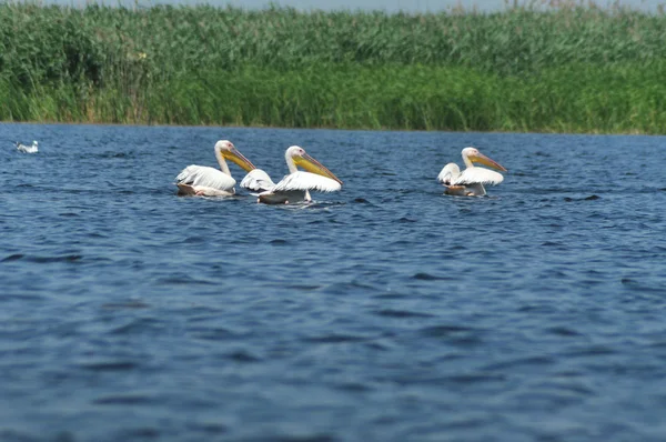 White pelican in Danube Delta, Romania — Stock Photo, Image