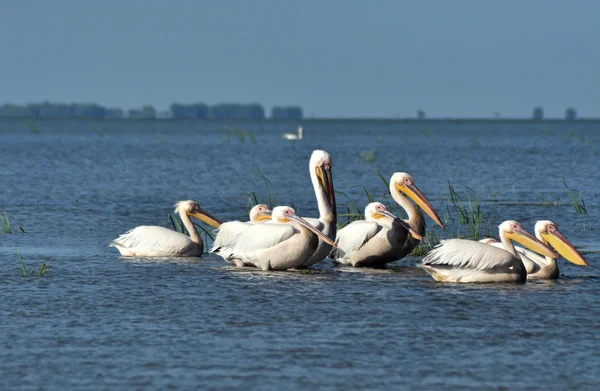 Белые пеликаны в дельте Дуная, Румыния — стоковое фото