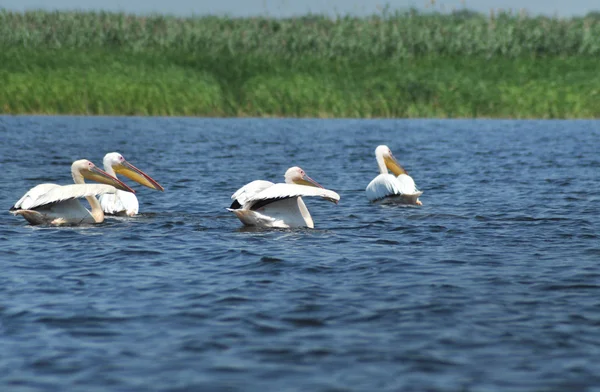 Pélican blanc dans le delta du Danube, Roumanie — Photo