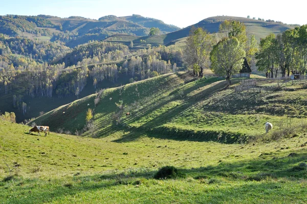 Grüne, lebendige Weide in Siebenbürgen, Rumänien — Stockfoto