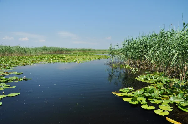 Canal de agua en el delta del Danubio con vegetación pantanosa — Foto de Stock