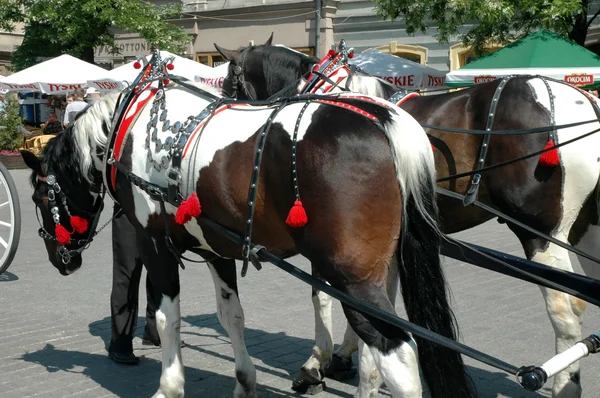 Carruaje a caballo en Cracovia, Polonia —  Fotos de Stock