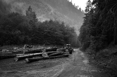 taze kesilmiş ağaç gövdelerinin bir orman yolu yakınında
