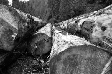 taze kesilmiş ağaç gövdelerinin bir orman yolu yakınında