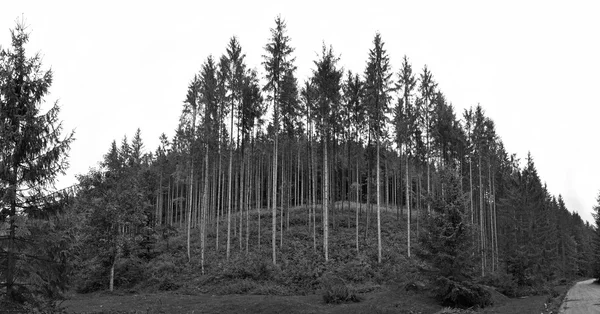 Grön gran, Gran-skog — Stockfoto