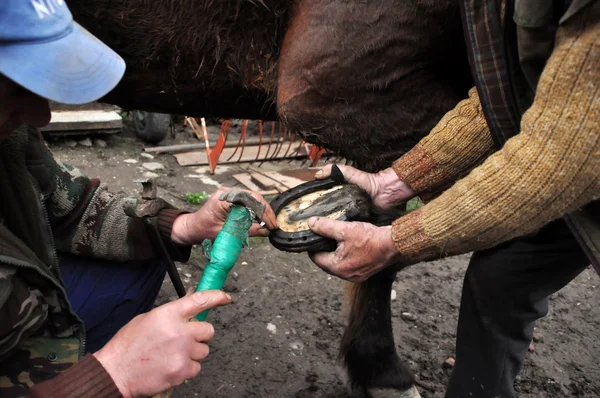 Blacksmith shoeing a horse — Stock Photo, Image