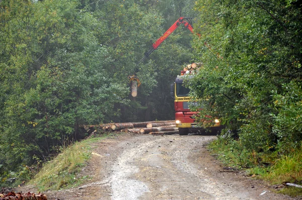 Holzlaster im Wald beladen — Stockfoto