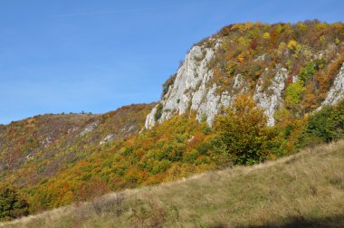 sonbahar sonbahar yaprakları