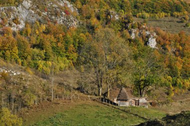 sonbahar sonbahar yaprakları