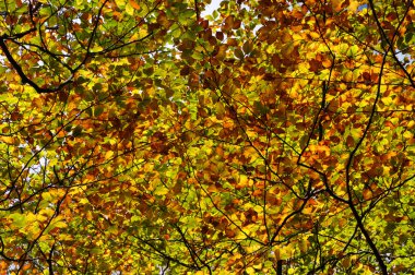 sonbahar sonbahar yaprakları