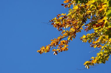 sonbahar sonbahar yaprakları