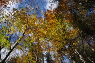 sonbahar sonbahar yaprakları