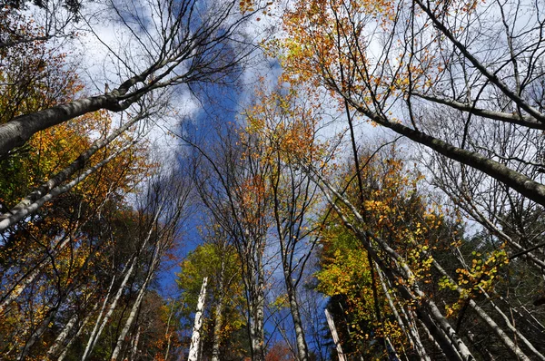 Herbstliches Laub — Stockfoto