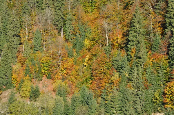 秋の紅葉 — ストック写真