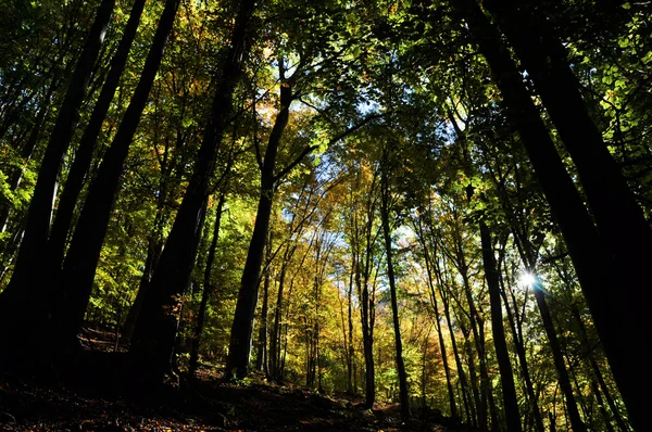 Herbstliches Laub — Stockfoto