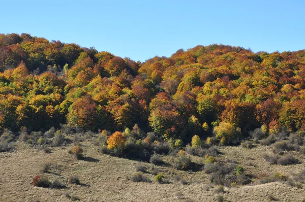 Fogliame autunnale — Foto Stock