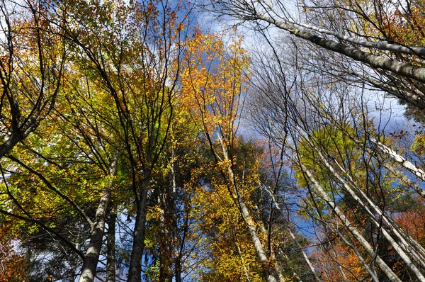 Autumn fall foliage — Stock Photo, Image