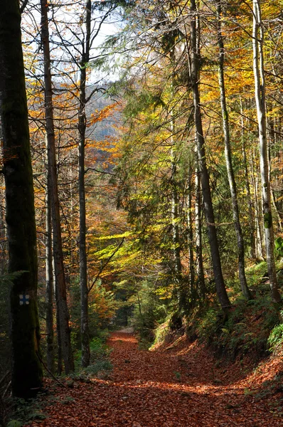 Herbstliches Laub — Stockfoto