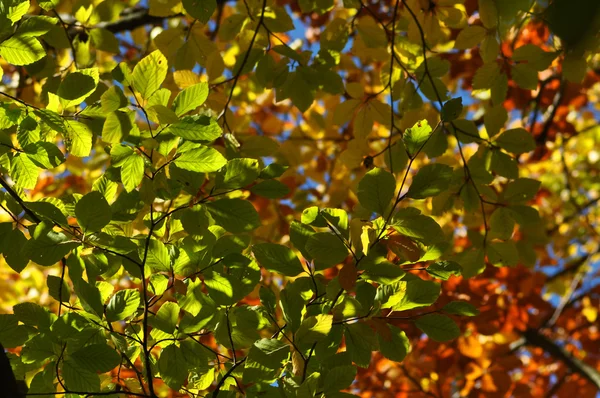 Otoño follaje otoño — Foto de Stock