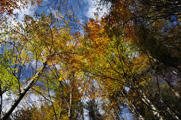 Autumn fall foliage — Stock Photo, Image