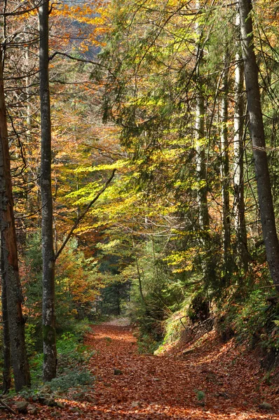 Herbstliches Laub — Stockfoto