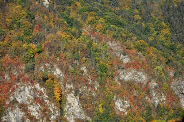 Hösten faller bladverk — Stockfoto