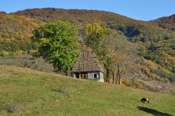 Autumn fall gebladerte — Stockfoto