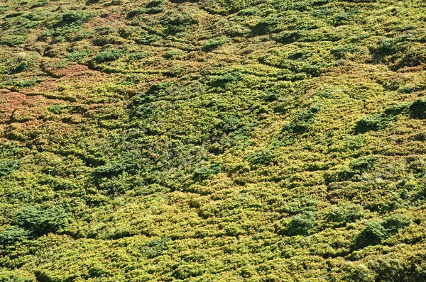 Evergreen zimbros nas montanhas — Fotografia de Stock