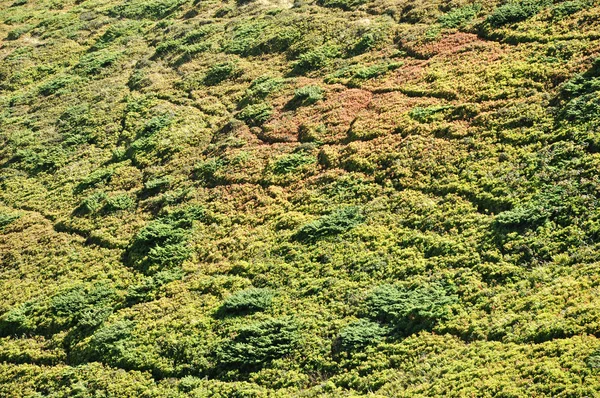 Arrière-plan avec genévriers dans les montagnes — Photo