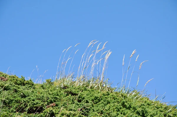 Planta de verão contra céu azul — Fotografia de Stock