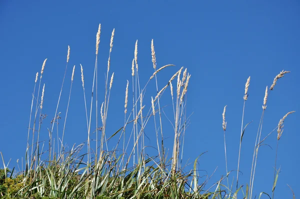 Zomerplant tegen blauwe lucht — Stockfoto