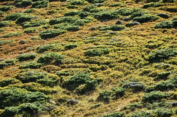 Evergreen zimbros nas montanhas — Fotografia de Stock