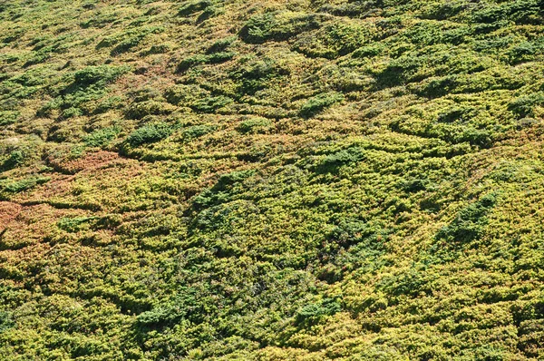 Evergreen junipers in the mountains — Stock Photo, Image