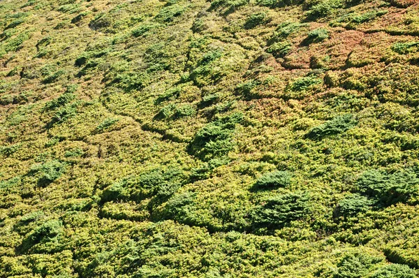 Evergreen zimbros nas montanhas — Fotografia de Stock