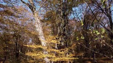 Ormandaki ağaçlardan düşen sonbahar yaprakları 