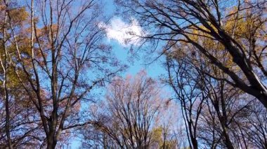 Ormandaki sonbahar ağaçlarının gölgesi mavi gökyüzüne karşı.