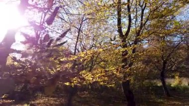 Sonbahar ağaçlarından geçen güneş ışığı Komorebi ormanında yapraklar ve dallar.