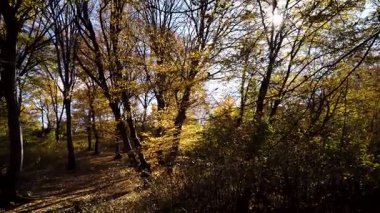 ormandaki sarı yapraklar sonbaharda ağaçlar 