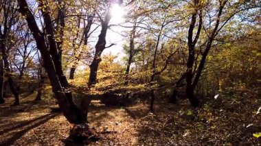 ormandaki sarı yapraklar sonbaharda ağaçlar 
