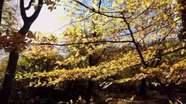 ormandaki sarı yapraklar sonbaharda ağaçlar 