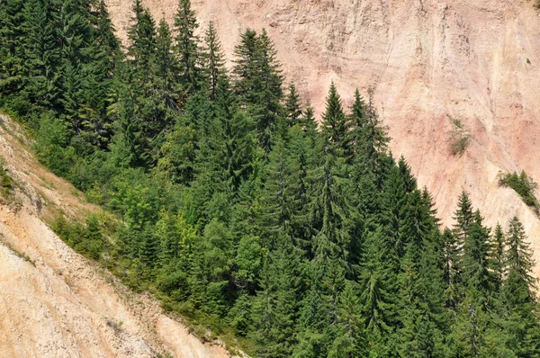 Pine, fir wood — Stock Photo, Image