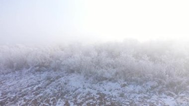 Bulutlu bir günde, kışın soğuk çalıların ve ormanın üzerinde uçmak.