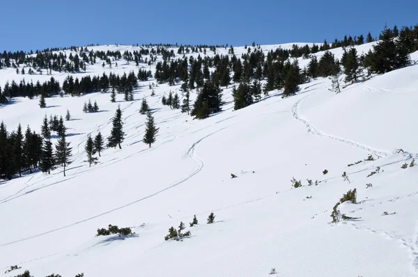 Abseits der Pisten im Schnee — Stockfoto