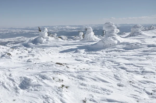 Рождественский фон со снежными елками — стоковое фото